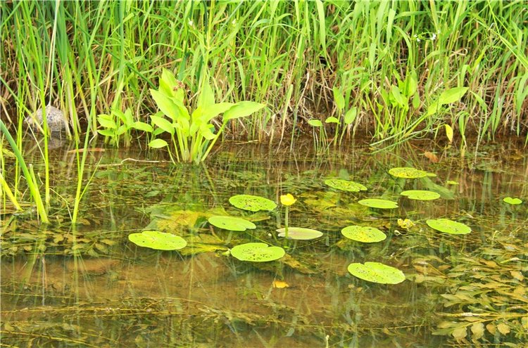 Подготовка к Конкурсу Кукольной Красоты Мисс Бэйбики 2019 (фото 8)