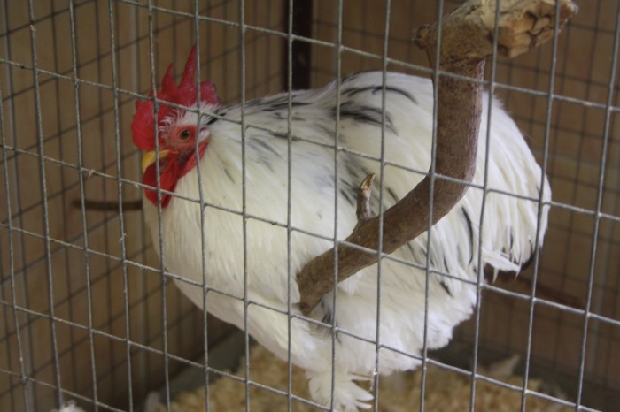 Псков. Эколого-биологический центр. Часть 2 (фото 4)