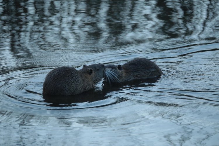 Любителям природы - профессиональные фотографии (выпуск 4)