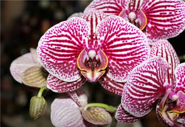 Кирра и "Медовые" девчата. Kyrra Fair Meadow doll