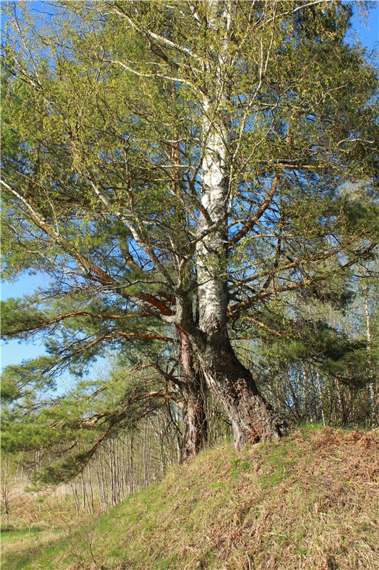 Прогулка Софи. Lati HoneyBee New Mystic Sophie | Бэйбики Прогулка Софи. Lati HoneyBee New Mystic Sophie