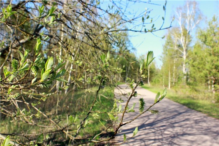 Прогулка Софи. Lati HoneyBee New Mystic Sophie | Бэйбики Прогулка Софи. Lati HoneyBee New Mystic Sophie