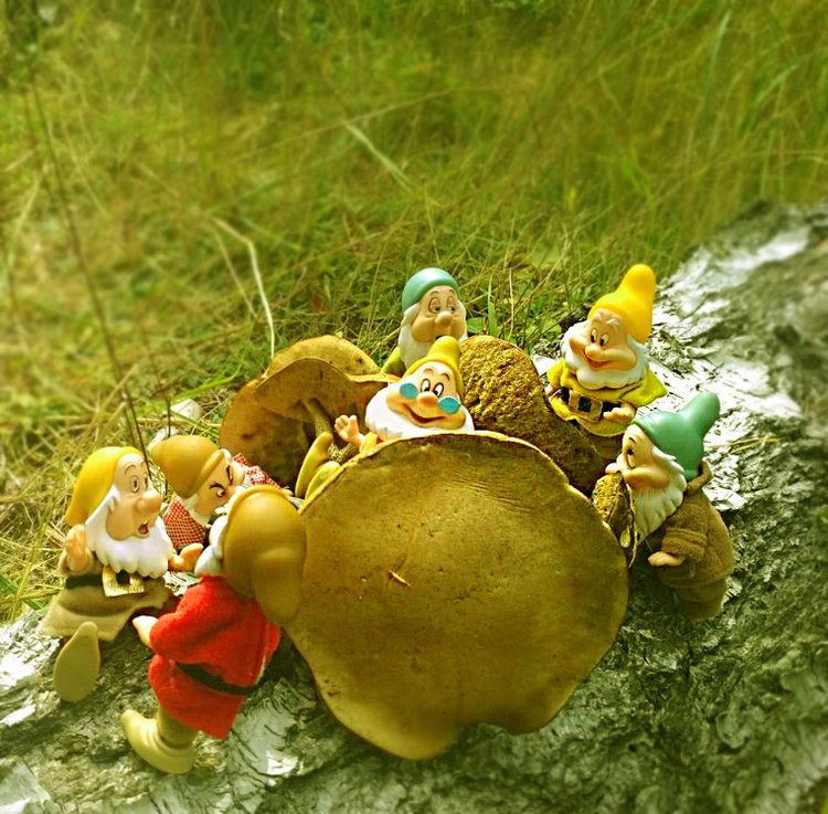 Осеннею порой под старою сосной... Принц, Белоснежка и гномы... встречаются