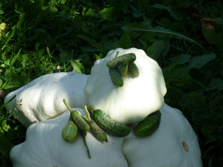 Отдых в деревне с Джой — Туризм и путешествия: фотоотчеты из поездок