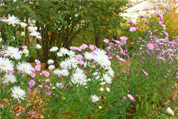 Золотая Осень в Берново с Имани. Mini Imani от Kaye Wiggs