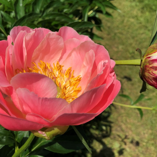 Тони Старк: приключения без брони. И снова Аптекарский огород | Бэйбики Тони Старк: приключения без брони. И снова Аптекарский огород