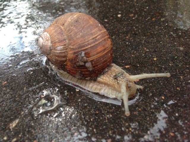 Как мы фотографировали улитку с Mui-chan