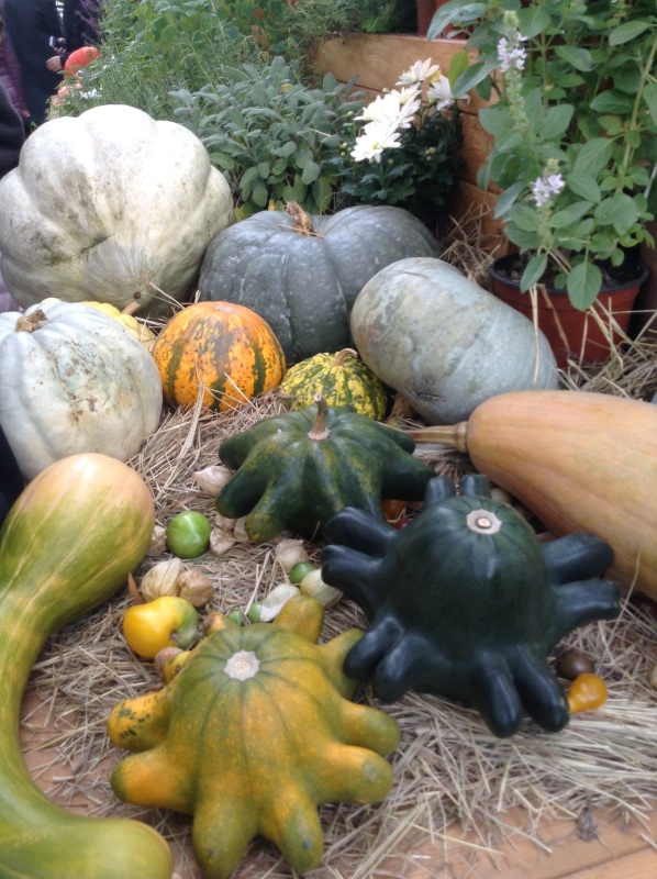 Аптекарский огород сегодня. ч.5. Грибной фестиваль