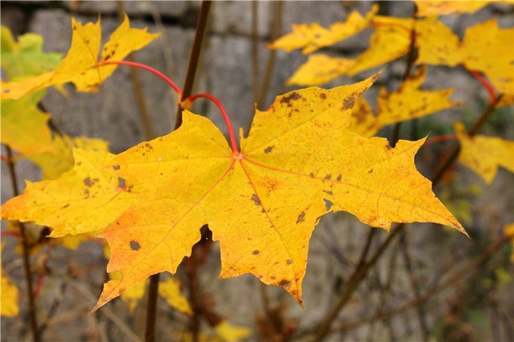 Осеннее путешествие с Мишей. Zwergnase Mischa | Бэйбики Осеннее путешествие с Мишей. Zwergnase Mischa (фото 7)