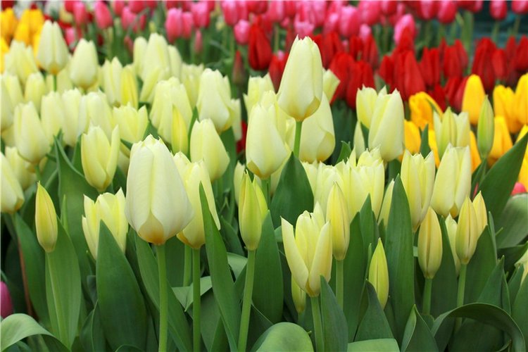 Тюльпановый Рай. Выставка тюльпанов в Твери. Mini Layla elf Sunkissed skin от Kaye Wiggs