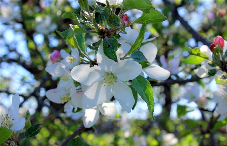 Дивная Весна — Куклы Zwergnase (Цвергназе/Цверги): фото (фото 6)