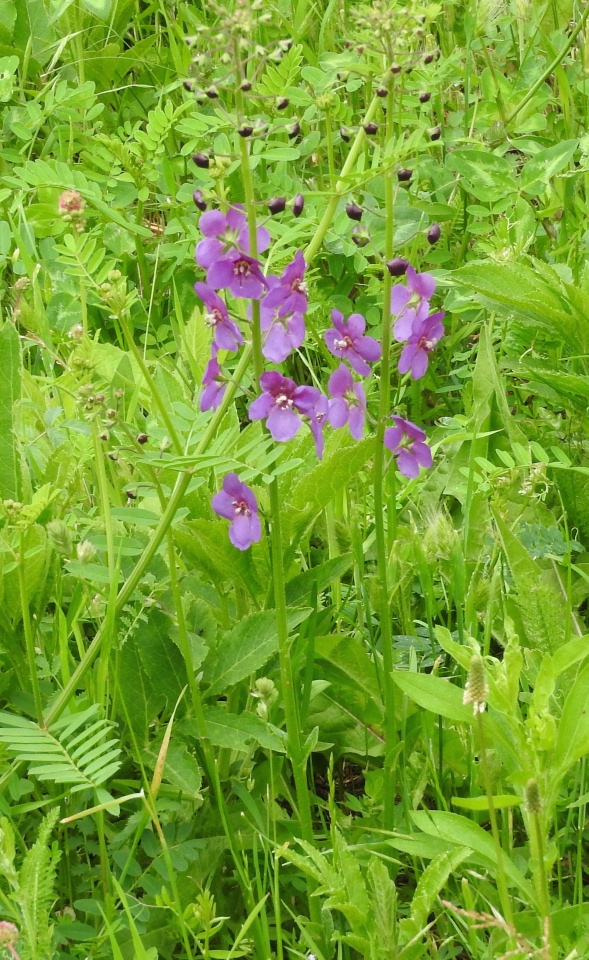 Цветы — роскошный дар природы