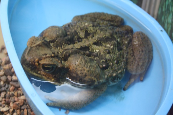 Псков. Эколого-биологический центр. Часть 1