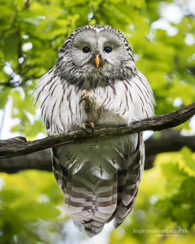 Любительские и профессиональные фотографии Сов (выпуск 2)