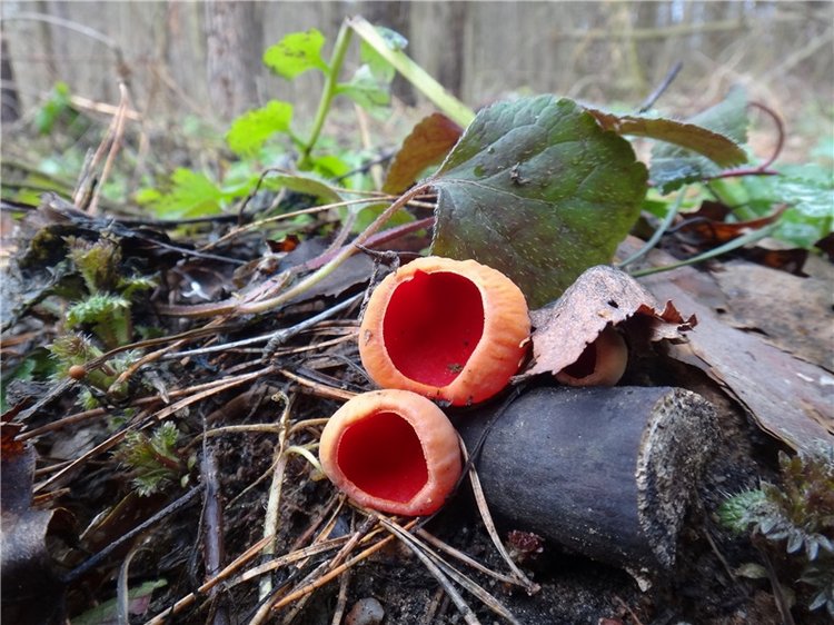 23 февраля - расцвели синие подснежники