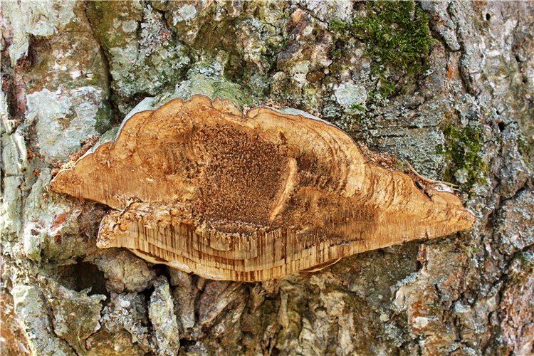 Савватьева Пустынь, Тверская область