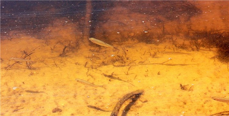 Путешествие Катрин. Katrin, Stoffpuppe Doll, Kathe Kruse