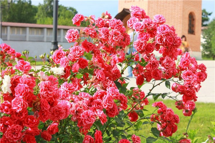 Июльское путешествие в Старицу