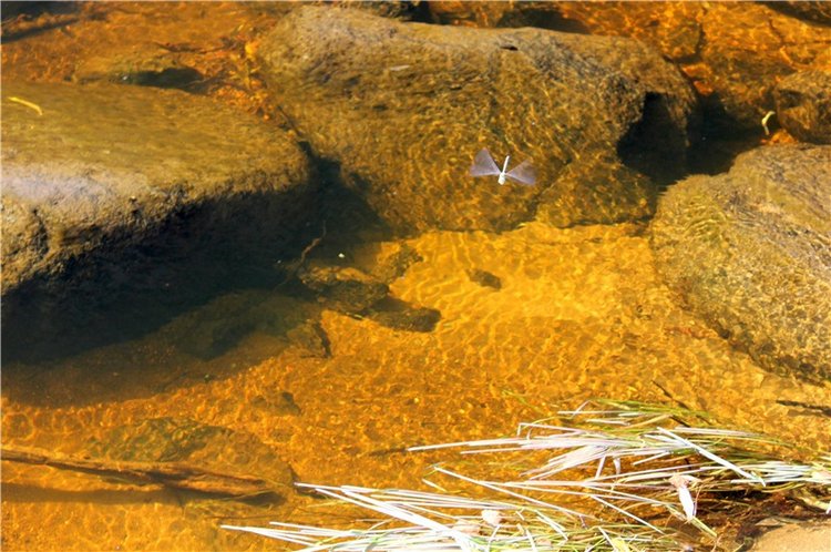 Путешествие Dal Hangry в Грузины