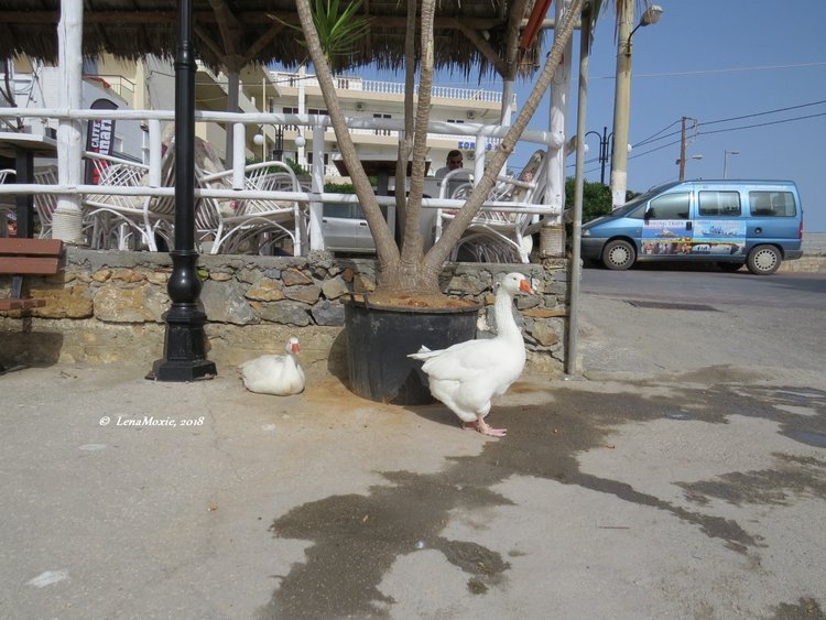 Kidz' тур. Нико на Крите. Херсониссос