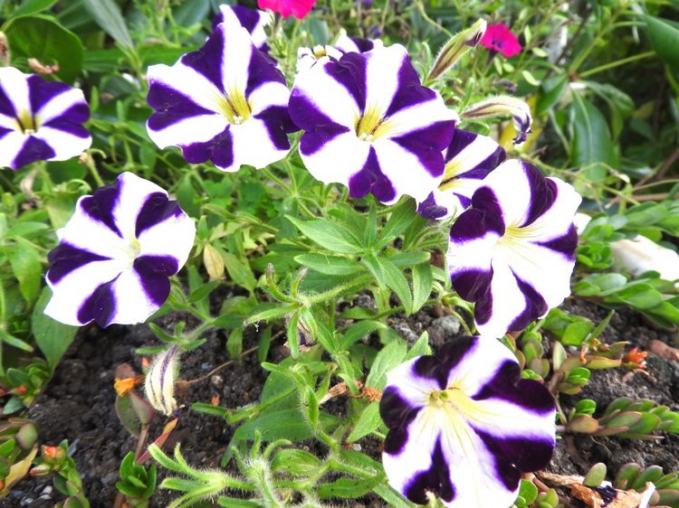 Краснодарский Край, Сочи-Адлер, Санаторий «Южное Взморье»