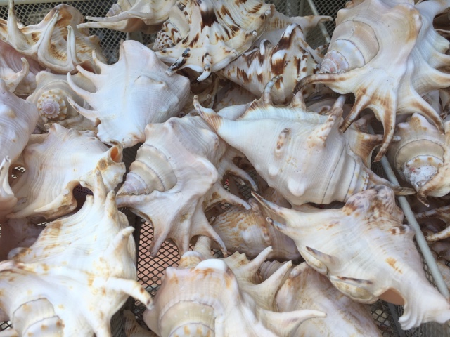 Таша Wonderfrog в Черногории