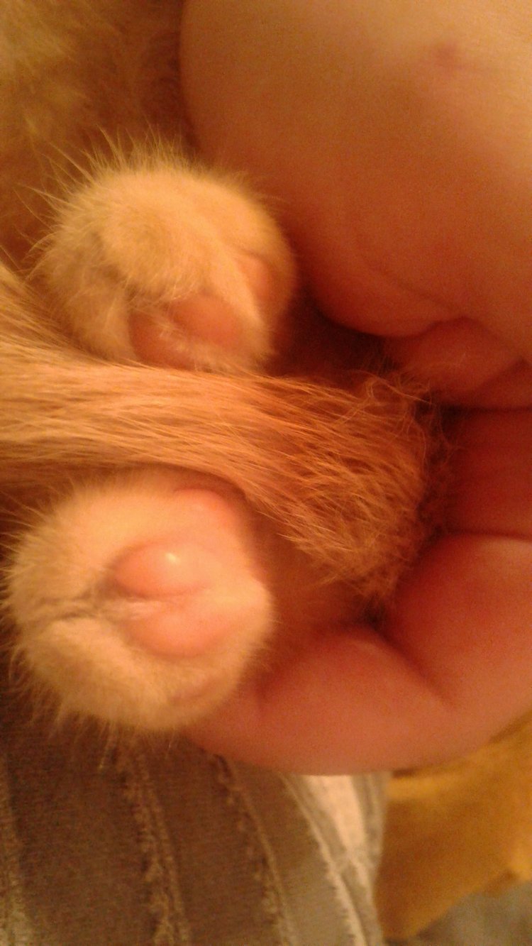 Больше никаких кошек! А котята не считаются | Бэйбики Больше никаких кошек! А котята не считаются (фото 5)