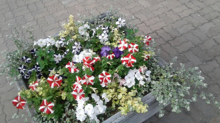 Наше лето, часть 1 — Куклы и тела Obitsu (Обитсу): 1/6