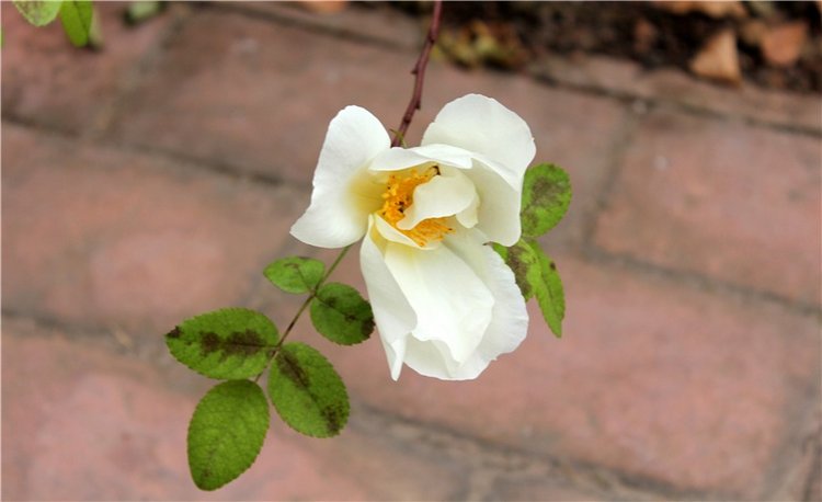 Старица, Музей фарфора — Фарфоровые статуэтки и фигурки: винтаж