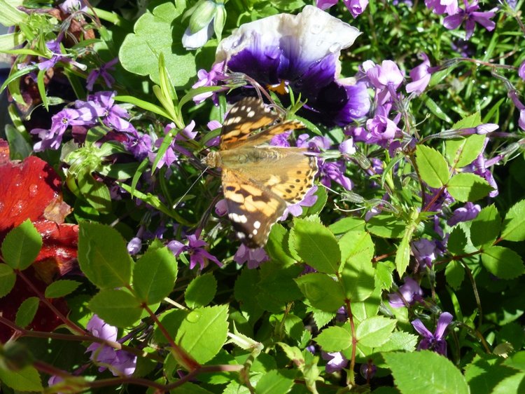 Сочи-Адлер: Южное Взморье - Мои любимые куколки на отдыхе