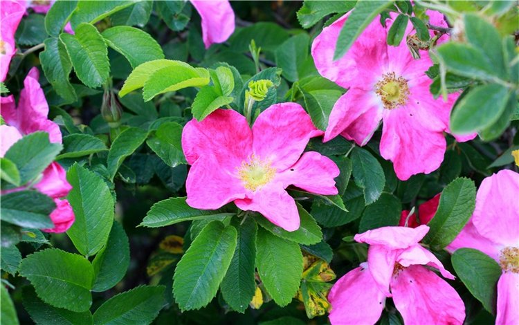 Я к Вам лечу воспоминаньем...Пушкинский праздник поэзии в Берново, 2019 год (фото 7)