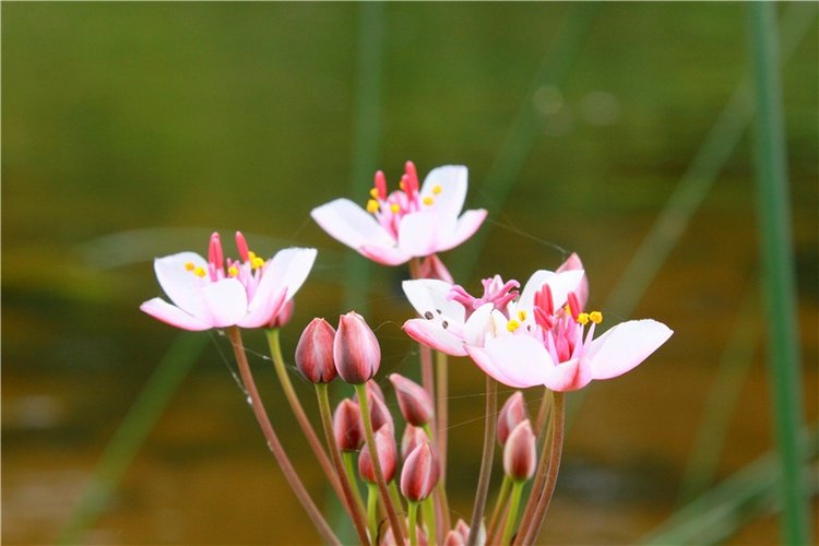 Подготовка к Конкурсу Кукольной Красоты Мисс Бэйбики 2019