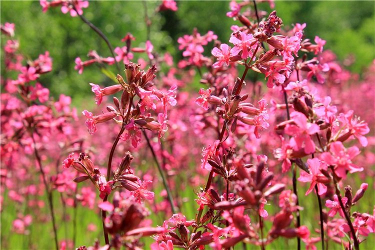 Малиновый Июнь, продолжение. BJD Gigi от Meadow Dolls (фото 2)