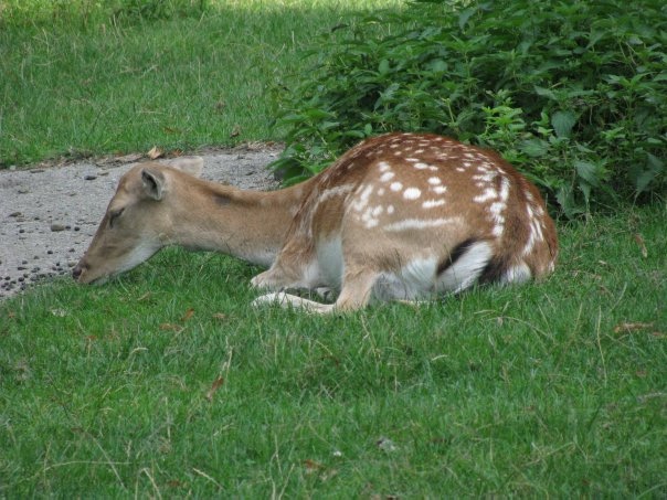 Разнообразие животного мира (фото 7)