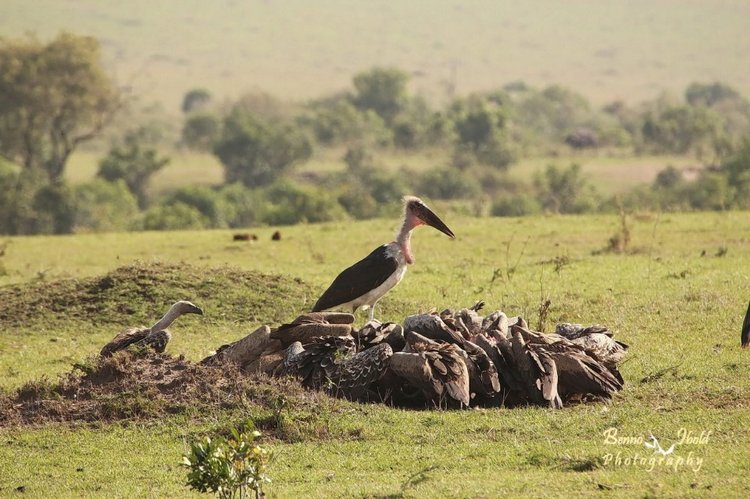 Любителям природы - профессиональные фотографии (выпуск 4)