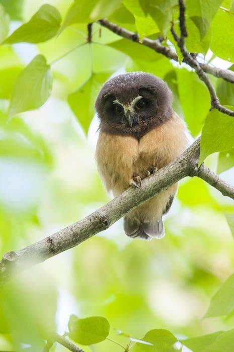Любительские и профессиональные фотографии Сов (выпуск 2)