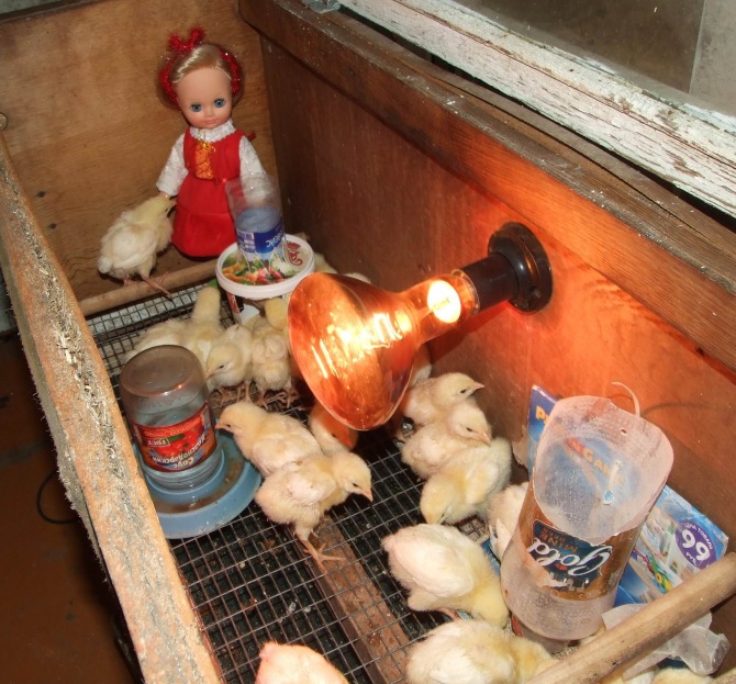 Цып-цып-цып, мои цыплятки, цып-цып-цып, мои утятки (фото 7)