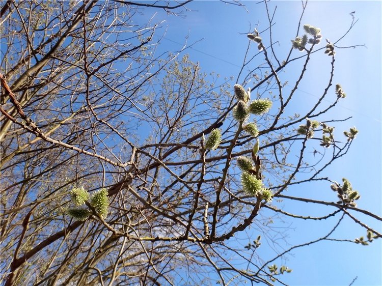 Просто Весна — Красивая природа и цветы: фото пейзажей (фото 3)