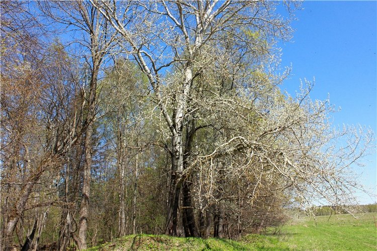 Путешествие Софи в Старицу, продолжение. Lati HoneyBee New Mystic Sophie