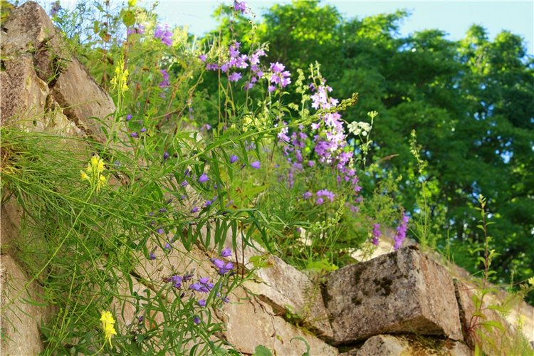 Тайны Древней Старицы — Культура