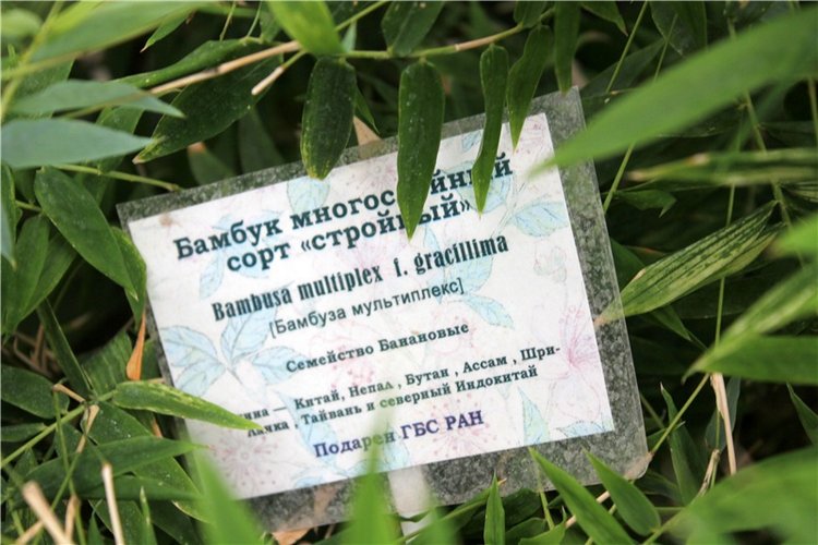 Тверской Ботанический Сад, продолжение | Бэйбики Тверской Ботанический Сад, продолжение