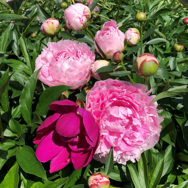 Тони Старк: приключения без брони. И снова Аптекарский огород | Бэйбики Тони Старк: приключения без брони. И снова Аптекарский огород