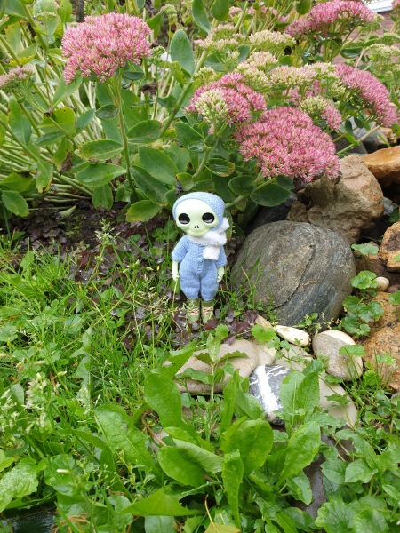 Лягушка Ванда и все-все-все