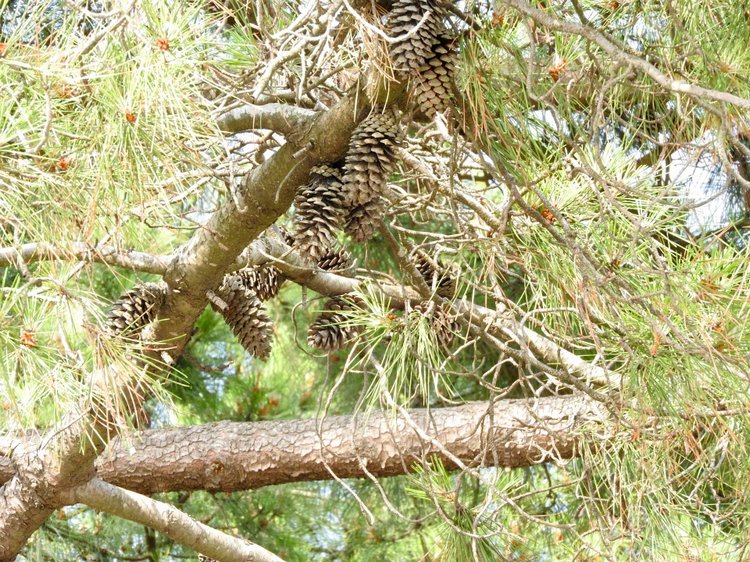 Краснодарский Край, Сочи-Адлер, Санаторий «Южное Взморье»