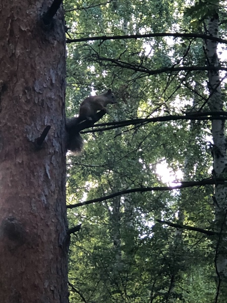 Амели - minifee RFA — Куклы Fairyland (ФэйриЛэнд): BJD (БЖД)