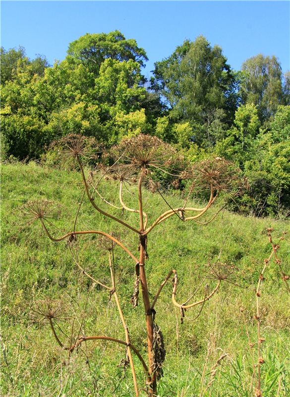 Старицкая Швейцария. Путешествие Мии. Minifee Miyu FairlyLand | Бэйбики Старицкая Швейцария. Путешествие Мии. Minifee Miyu FairlyLand