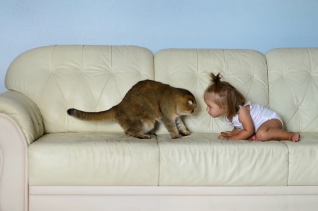 Кошачье, внучачье, одним словом мимимишное (фото 4)