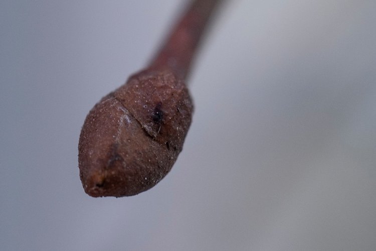 Весенняя прогулка | Бэйбики Весенняя прогулка — Куклы Fairyland (ФэйриЛэнд): BJD (БЖД)