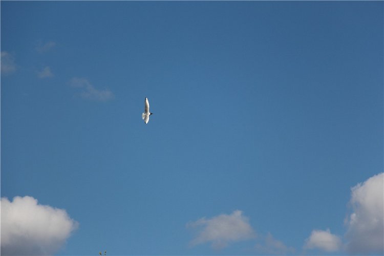 Один раз в год сады цветут