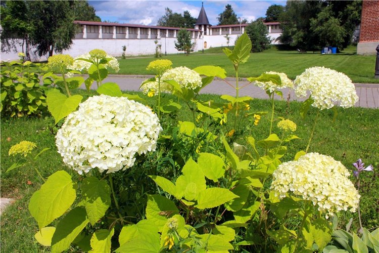 Любимая Старица. Свято-Успенский мужской монастырь